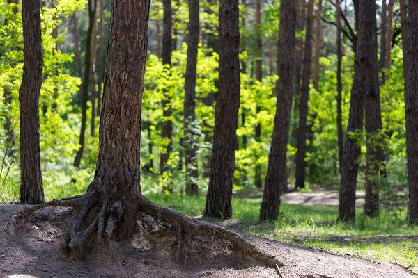 Natürlicher Waldhintergrund Mit Baumstämmen Und Baumbegrünung Oder Reservierter Stadtpark Waldschutzkonzept — Stockfoto