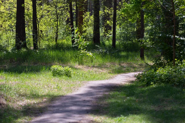 Natürlicher Waldhintergrund Mit Baumstämmen Und Baumbegrünung Oder Reservierter Stadtpark Waldschutzkonzept — Stockfoto