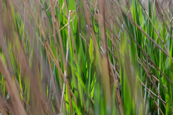 Abstrakter Hintergrund Von Grünem Und Welkem Gras Auf Der Wiese — Stockfoto