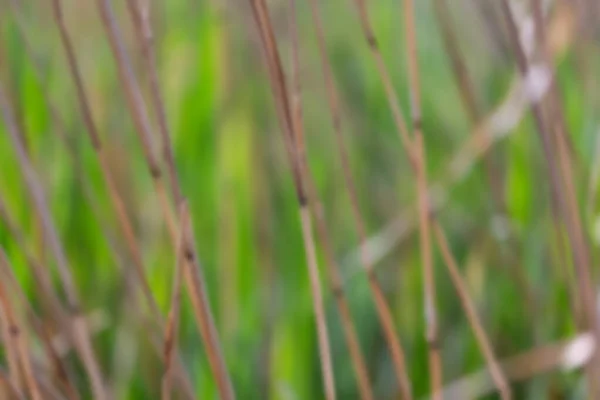 Verschwommener Abstrakter Hintergrund Von Grünem Und Welkem Gras Auf Der — Stockfoto