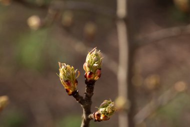 Çiçek açan bir bahar ağacının yapraklarıyla Bud, yaklaş. 