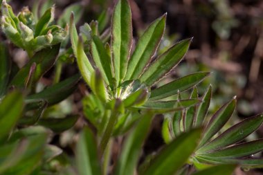 Çimenlerin ve bitkilerin yeşil yapraklarındaki çiy taneleri, ilkbahar güneşli sabahı, yakın plan. 