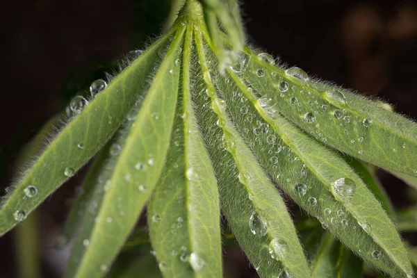 Rocío Hojas Verdes Hierba Plantas Mañana Soleada Primavera Primer Plano — Foto de Stock