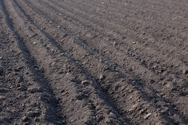 Tierras Cultivables Primavera Una Granja Con Suelo Negro Suelo Fértil —  Fotos de Stock