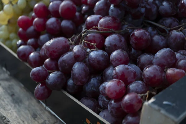 Зібрання Осіннього Винограду Крупним Планом — стокове фото