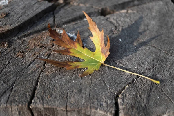 躺在地上的秋叶背景 — 图库照片