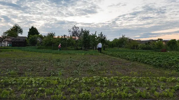 Повітряний Знімок Сільської Місцевості Людьми Які Працюють Садах — стокове фото