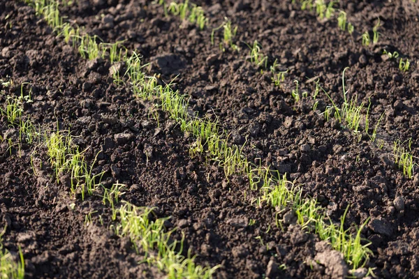 Jovens Brotos Endro Salsa Terras Aradas Conceito Agricultura — Fotografia de Stock