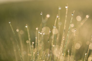 Çimenlerdeki çiy tanesi