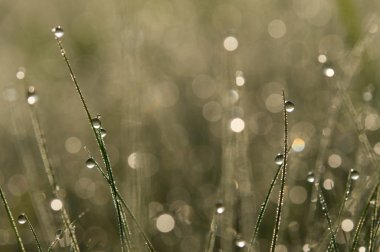 Çimenlerdeki çiy tanesi