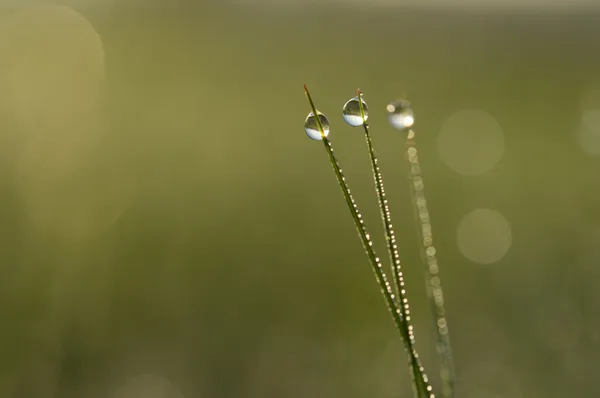 Роса в траві — стокове фото