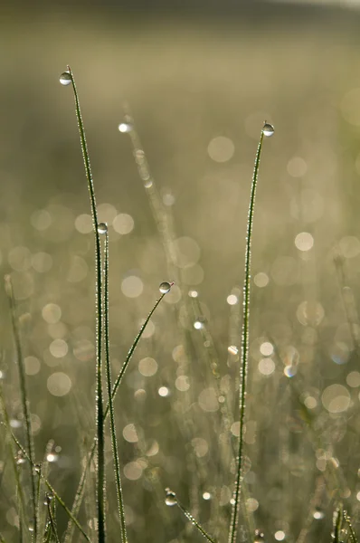 Rocío en la hierba — Foto de Stock