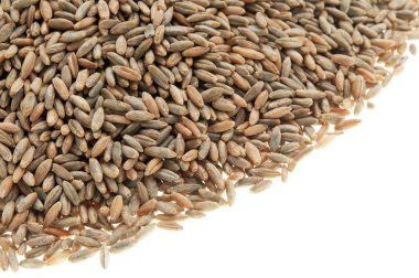 Beyaz arka planda izole çavdar