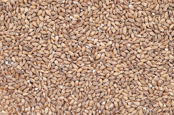 Organic barley — Stock Photo, Image