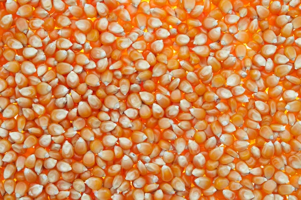Organické kukuřice — Stock fotografie