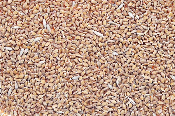 Spelt — Stock Photo, Image