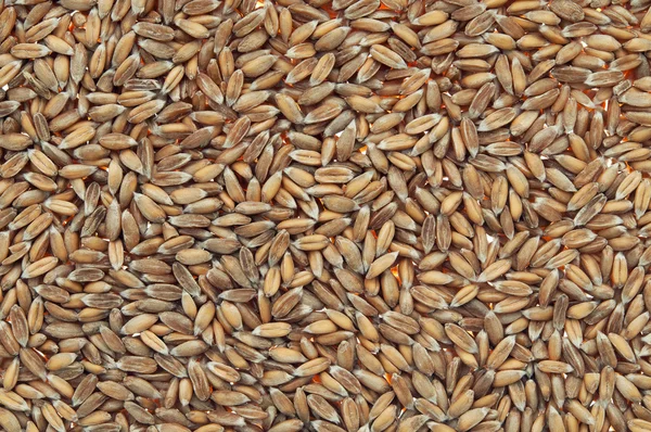 スペルト小麦 — ストック写真