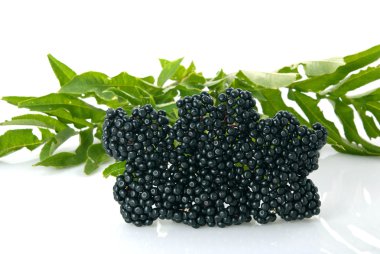 Mürver Sambucus zencisi