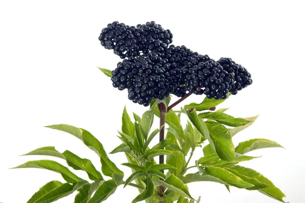 Bezinky Sambucus nigra — Stock fotografie