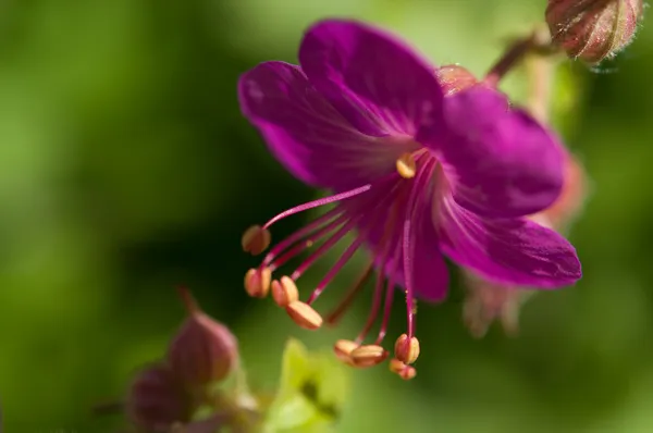 Geranium — Stock Photo, Image