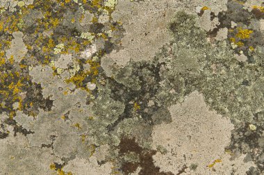 kayaların üzerinde liken