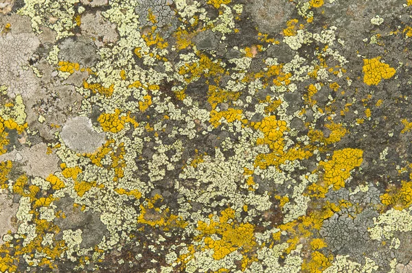 Lichen na skalách — Stock fotografie