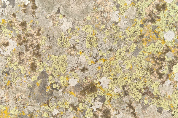 Lichen on the rocks — Stock Photo, Image