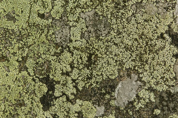 Lichen sur les rochers — Photo