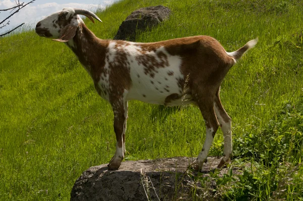 Duydum — Stok fotoğraf