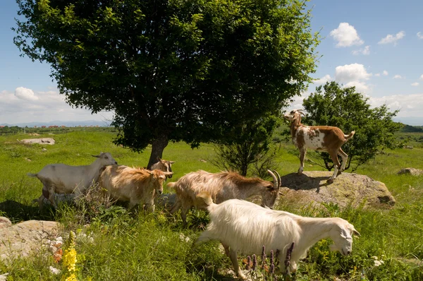 Słyszałem — Zdjęcie stockowe