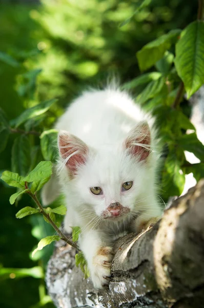 Süße Katze genießt sein Leben — Stockfoto