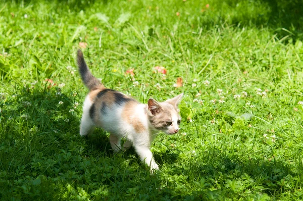 Ładny kot cieszyć się swoim życiem — Zdjęcie stockowe