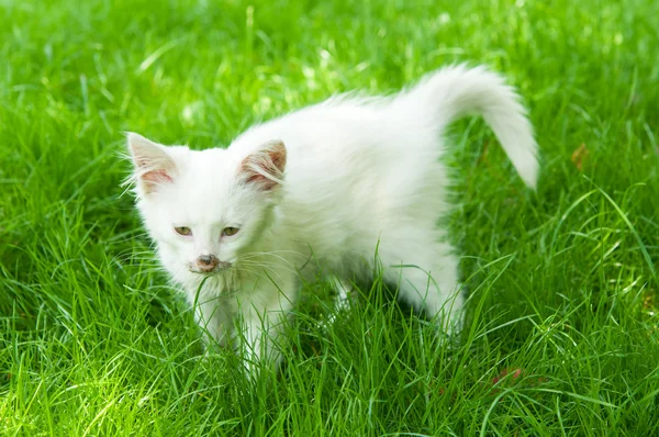 Süße Katze genießt sein Leben — Stockfoto