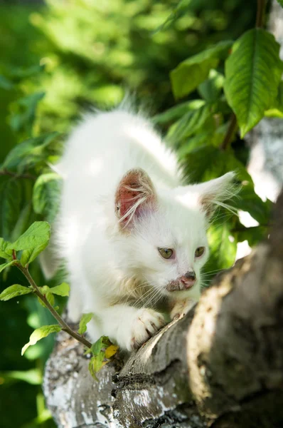 Süße Katze genießt sein Leben — Stockfoto