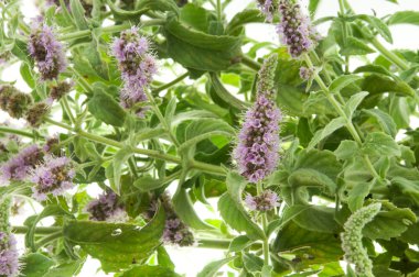 Mentha Arvensis