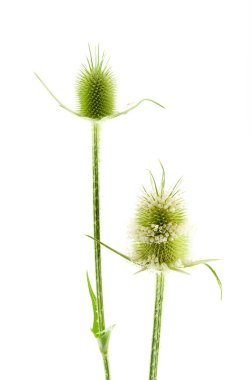 Dipsacus fullonum
