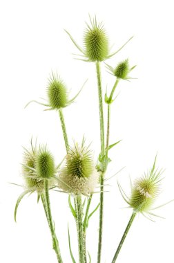 Dipsacus fullonum clipart