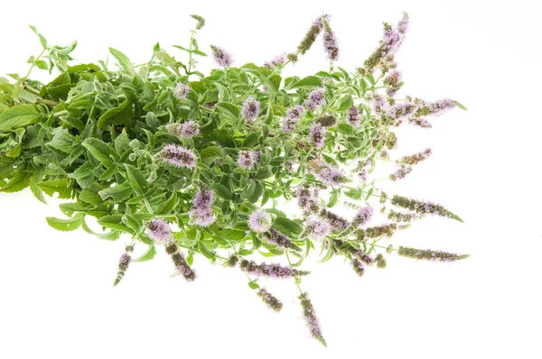 Mentha Arvensis — Stock Fotó