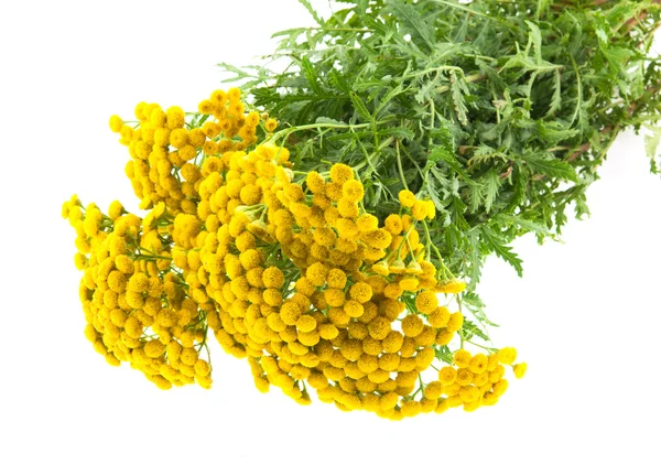 Tanacetum vulgare — Φωτογραφία Αρχείου