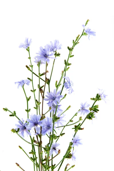 Cichorium intybus — Stock Photo, Image