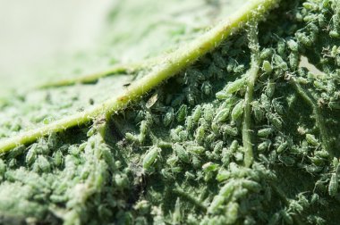 üzerinde yeşil yaprak yaprak biti