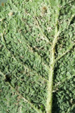 üzerinde yeşil yaprak yaprak biti