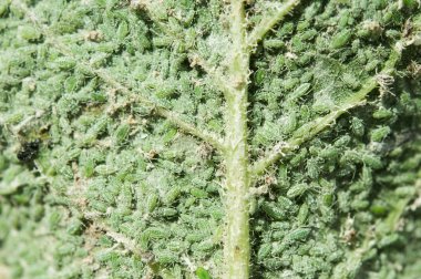 üzerinde yeşil yaprak yaprak biti