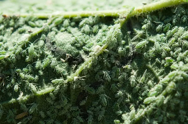 绿色的叶子上的蚜虫 — 图库照片