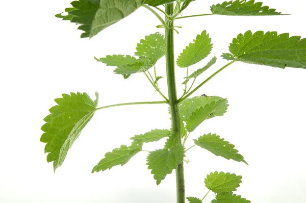 Nettle — Stock Photo, Image