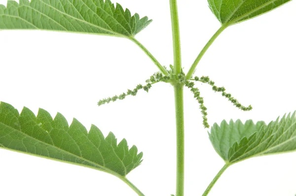 Nettle — Stock Photo, Image