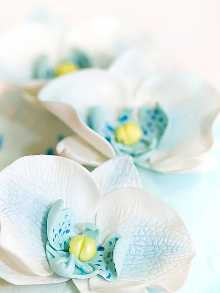 Blue sugar Orchid — Stock Photo, Image