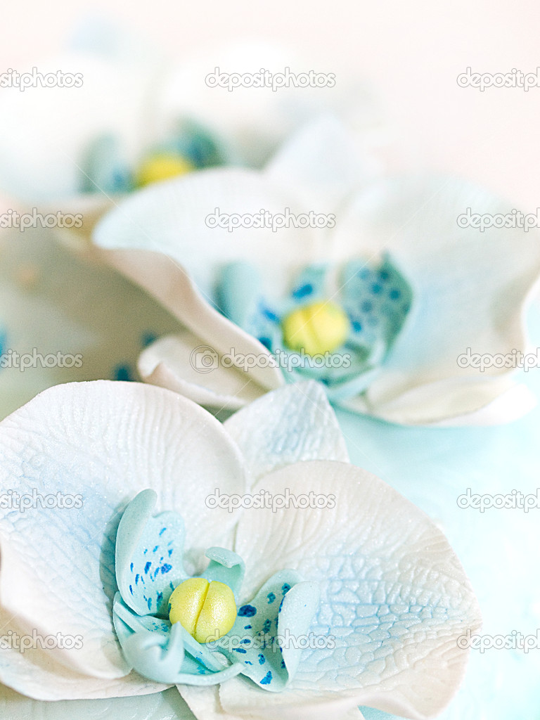 Blue sugar Orchid