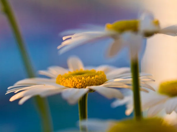 Gänseblümchen Blumen auf blauem Hintergrund — Stockfoto