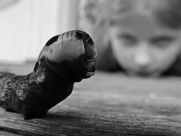 Caterpillar and child — Stock Photo, Image